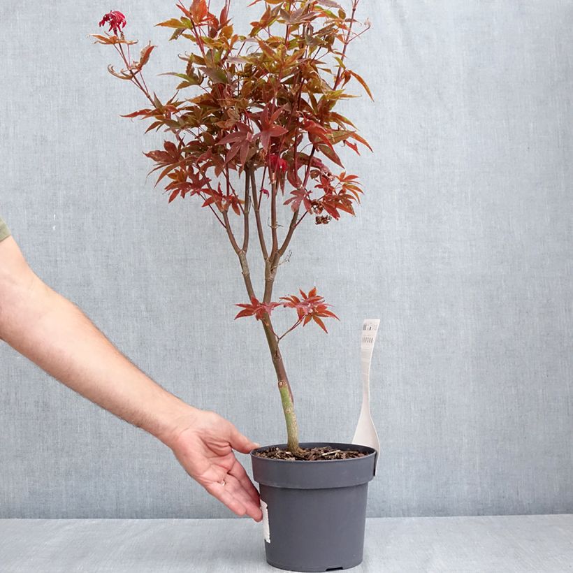 Example of Fächerahorn Little Red - Acer palmatum Topf mit 3L/4L as you get in ete