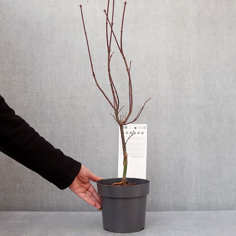 Exemplar von Fächerahorn Little Red - Acer palmatum Topf mit 3L/4L wie im Winter geliefert