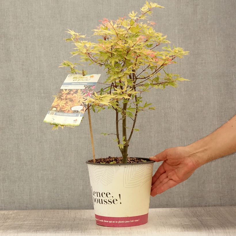 Example of Fächerahorn Metamorphosa - Acer palmatum Topf mit 4L/5L as you get in ete