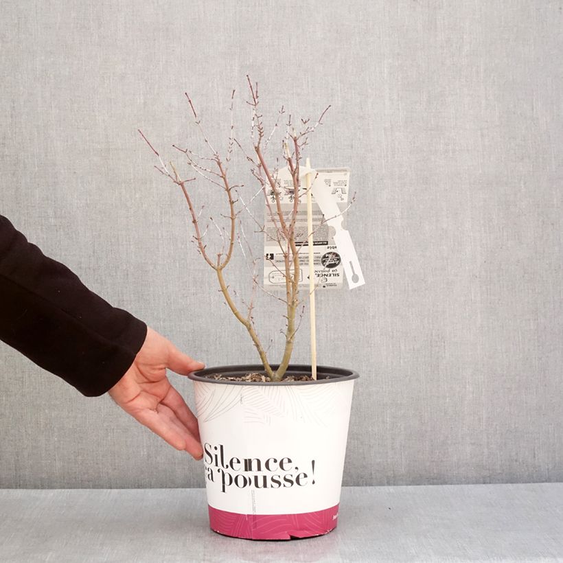 Exemplar von Fächerahorn Metamorphosa - Acer palmatum Topf mit 4L/5L wie im Winter geliefert