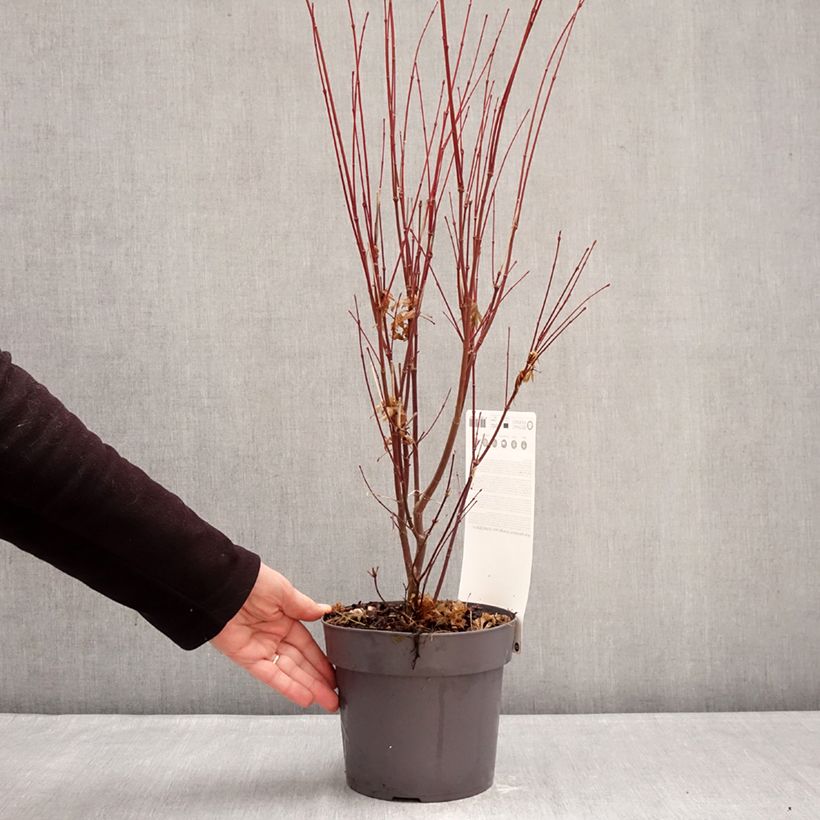 Exemplar von Fächerahorn Orange Lace - Acer palmatum Topf mit 3L/4L wie im Winter geliefert