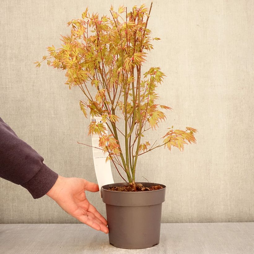 Exemplar von Fächerahorn Orange Lace - Acer palmatum Topf mit 3L/4L wie im Frühjahr geliefert