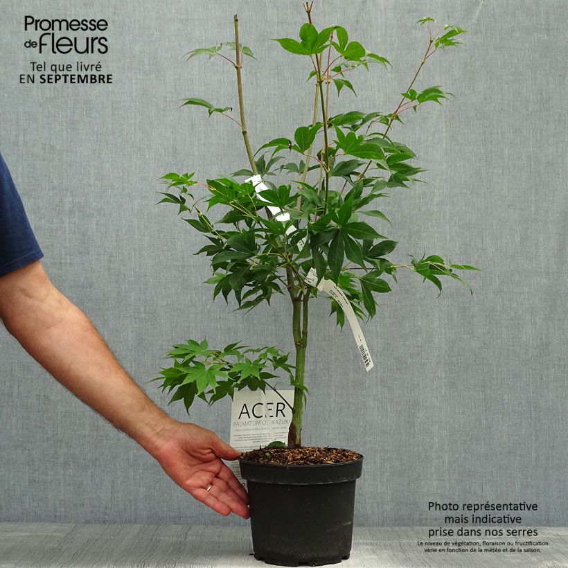 Example of Fächerahorn Osakazuki - Acer palmatum Topf mit 3L/4L as you get in automne