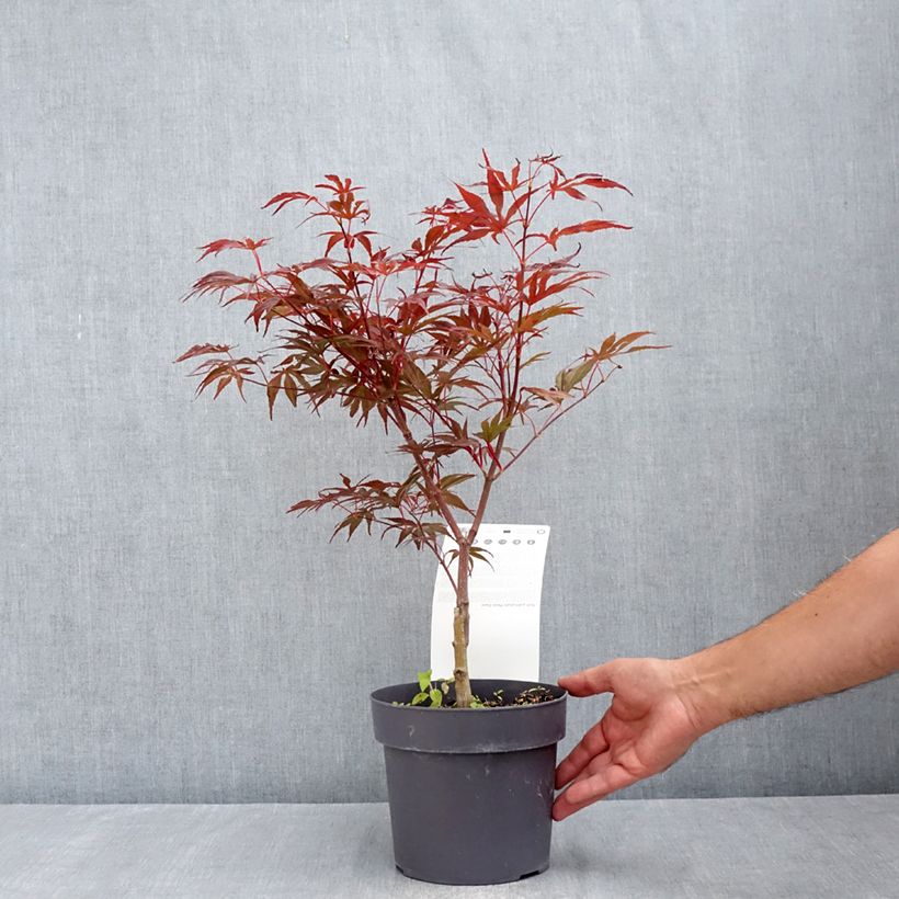 Example of Fächerahorn Pevé Dave - Acer palmatum Topf mit 3L/4L as you get in ete