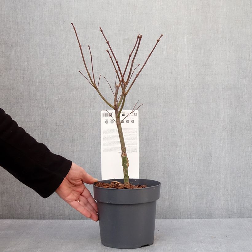 Exemplar von Fächerahorn Pevé Dave - Acer palmatum Topf mit 3L/4L wie im Winter geliefert