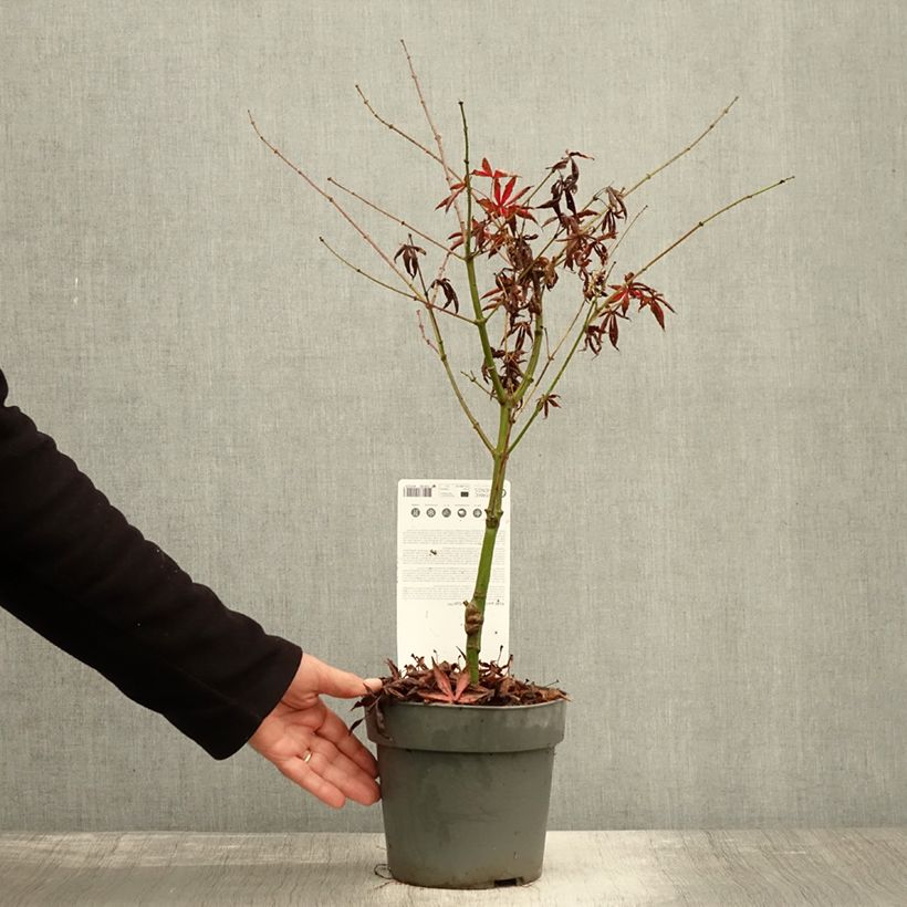 Example of Fächerahorn Pevé Starfish - Acer palmatum Topf mit 2L/3L as you get in automne