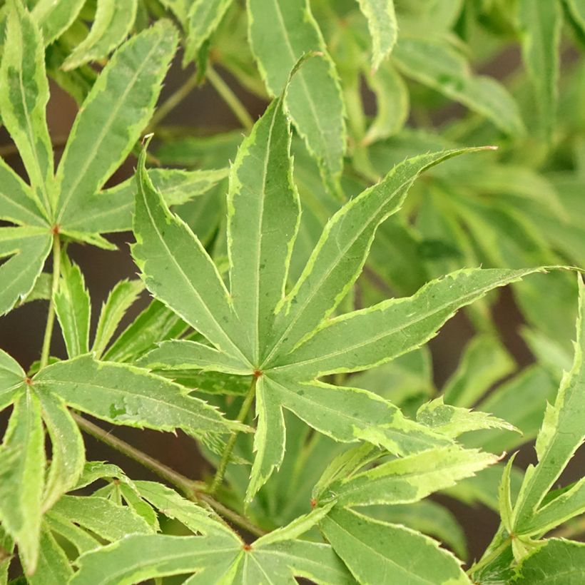 Fächerahorn Pink Passion - Acer palmatum (Foliage)