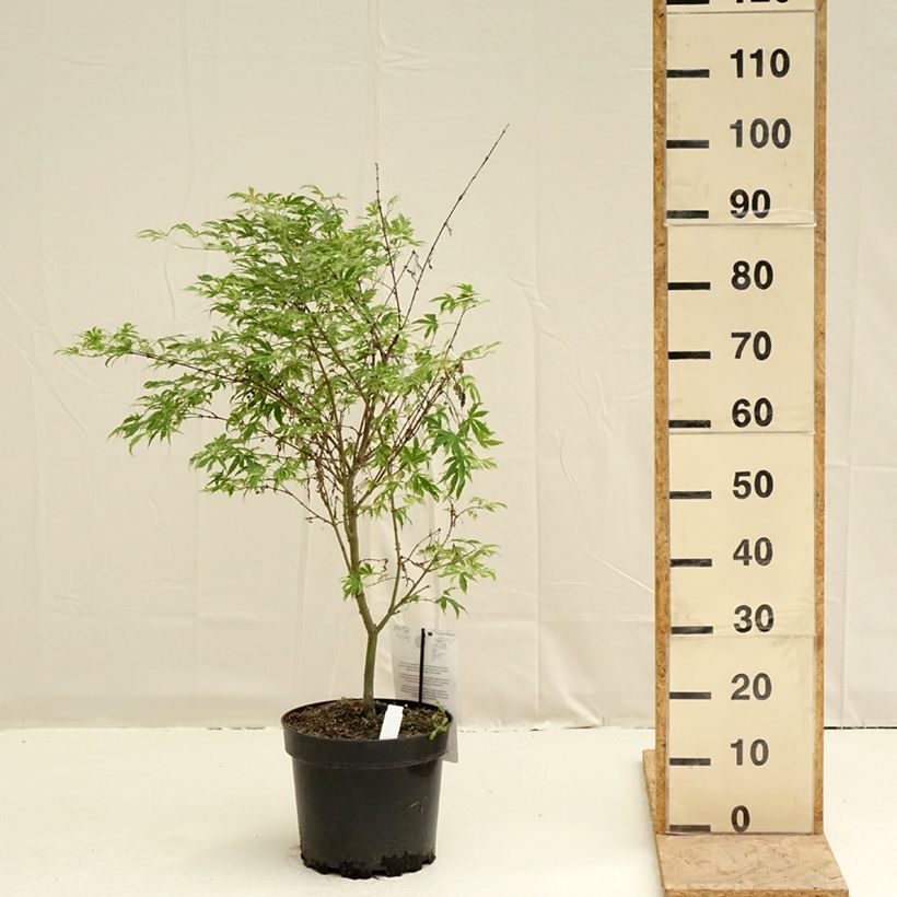 Example of Fächerahorn Pink Passion - Acer palmatum Topf mit 7,5L/10L as you get in printemps