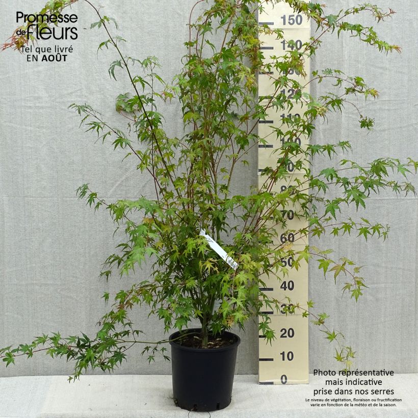 Example of Fächerahorn - Acer palmatum Topf mit 7,5L/10L as you get in ete