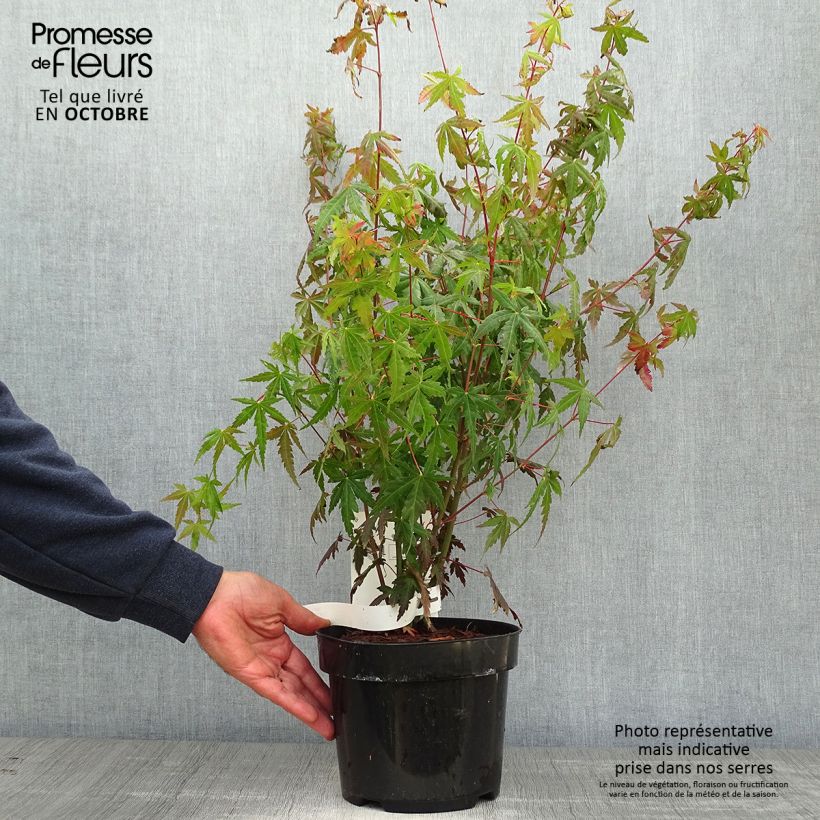 Example of Fächerahorn - Acer palmatum Topf mit 3L/4L as you get in automne