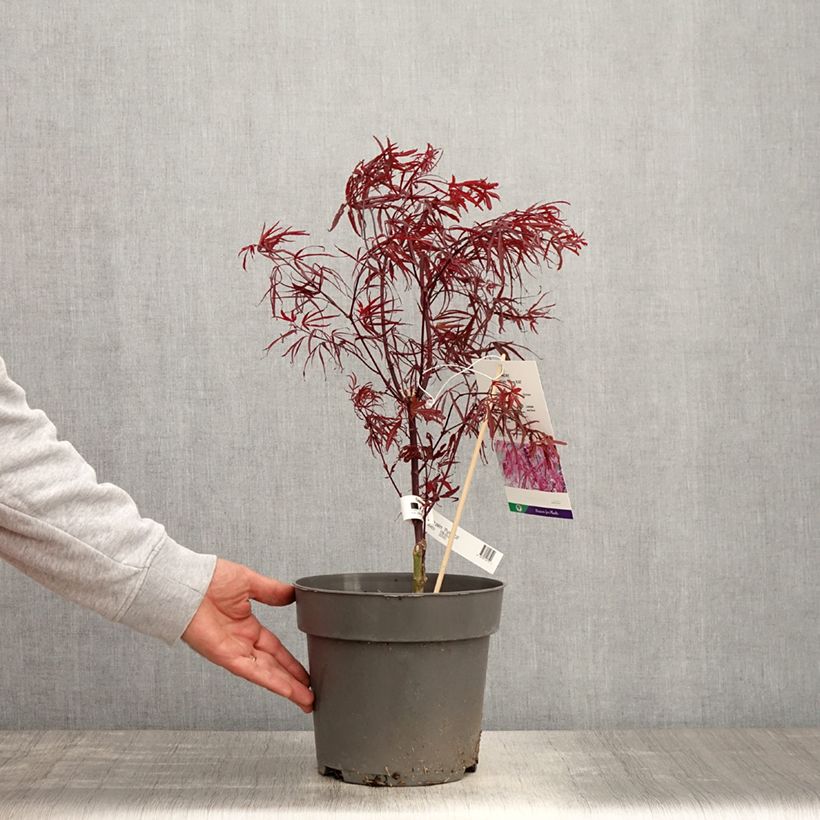 Exemplar von Fächerahorn Pung Kill - Acer palmatum Topf mit 4L/5L wie im Frühjahr geliefert