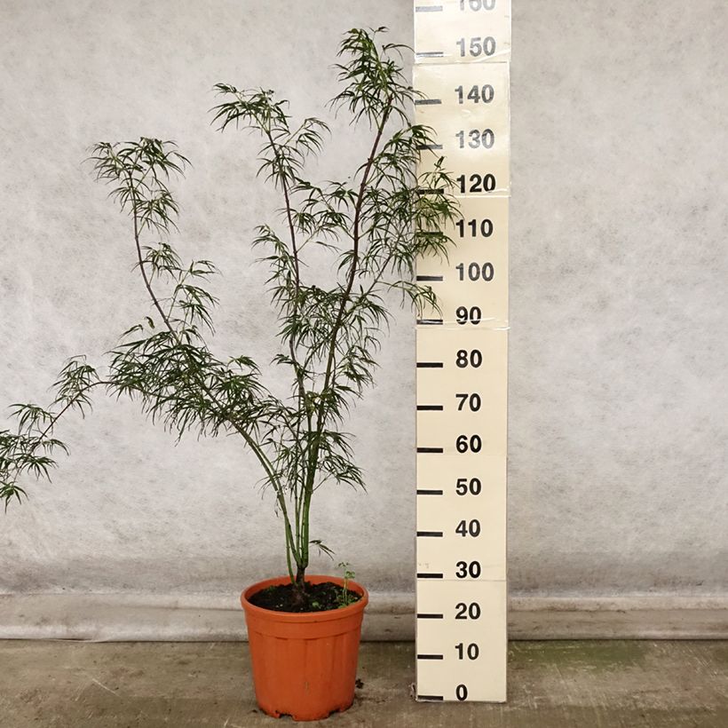 Example of Fächerahorn Red Pygmy - Acer palmatum Topf mit 12L/15L as you get in automne