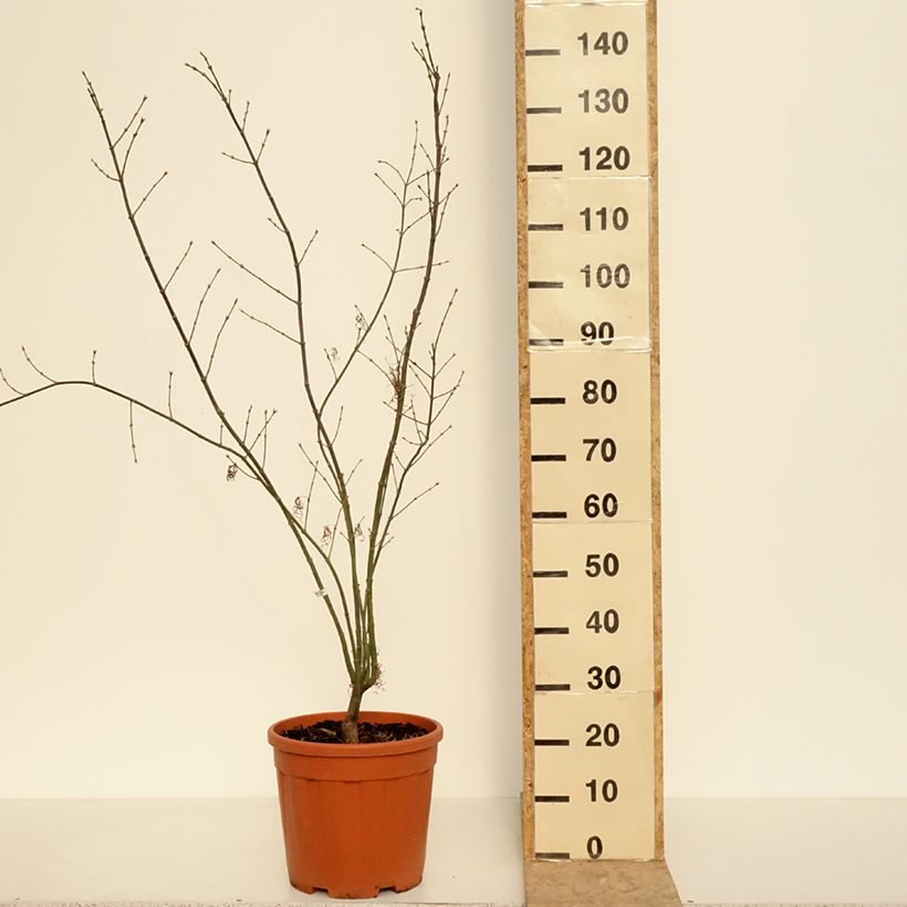 Exemplar von Fächerahorn Red Pygmy - Acer palmatum Topf mit 12L/15L wie im Frühjahr geliefert