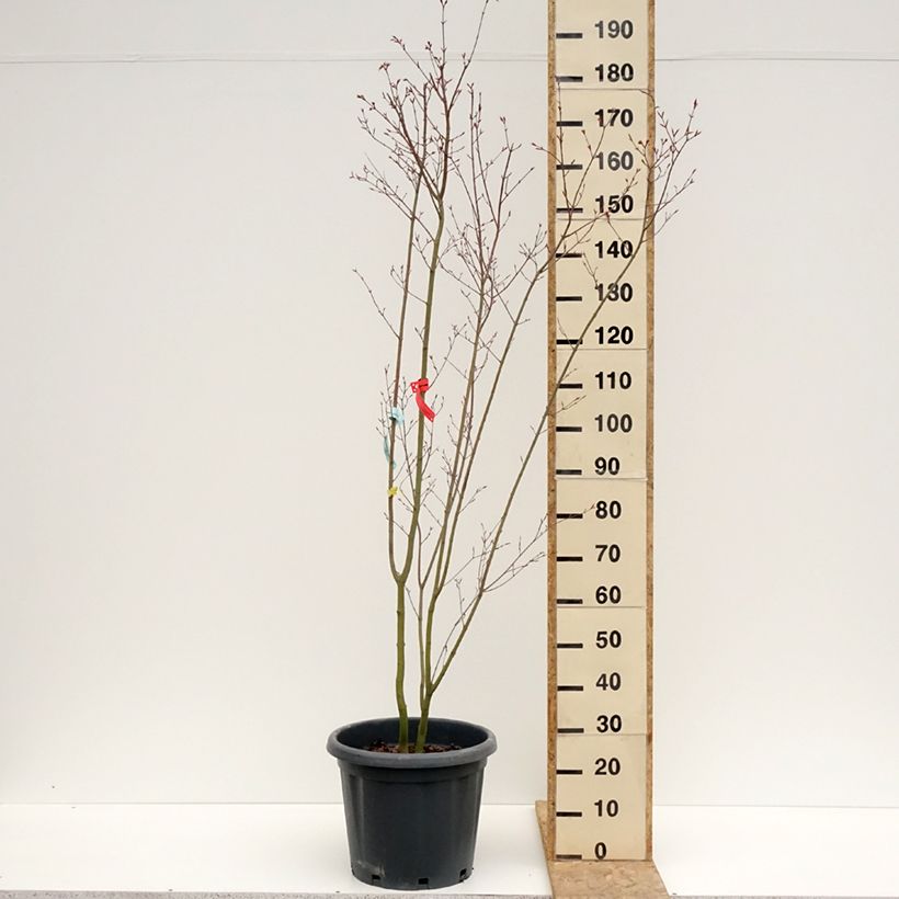 Exemplar von Fächerahorn Redwine - Acer palmatum Topf mit 20L/25L wie im Frühjahr geliefert