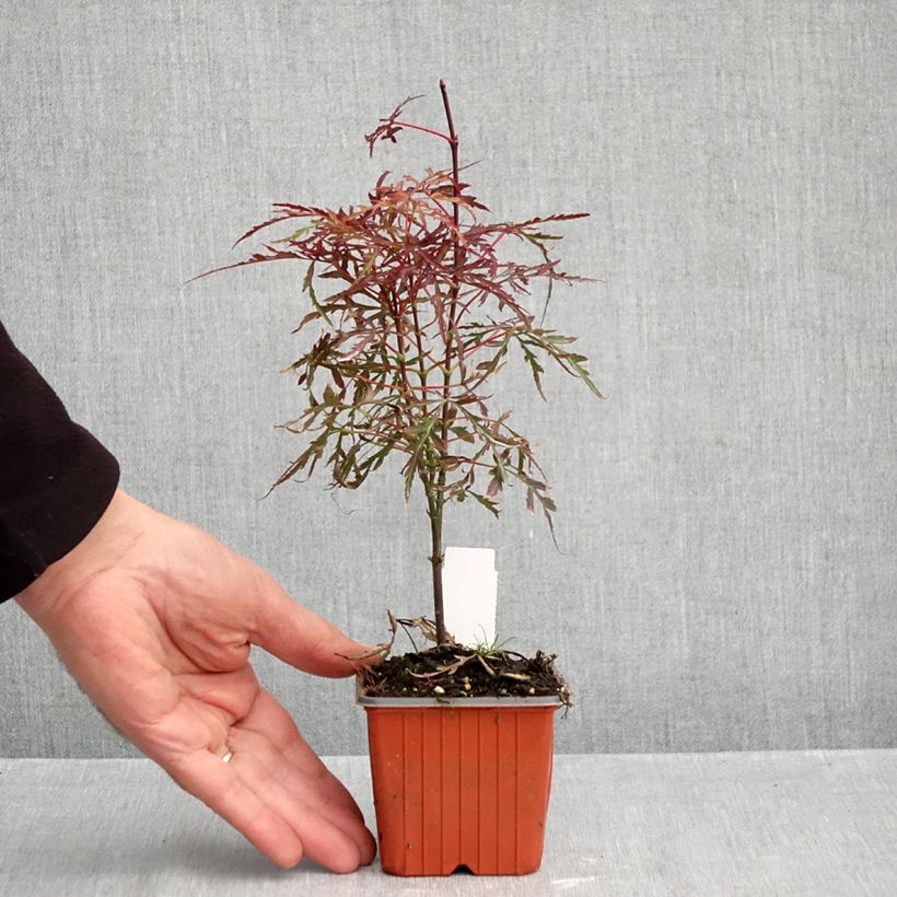 Exemplar von Fächerahorn Royal Garnet - Acer palmatum Kleine Töpfe von 8/9 cm wie im Herbst geliefert