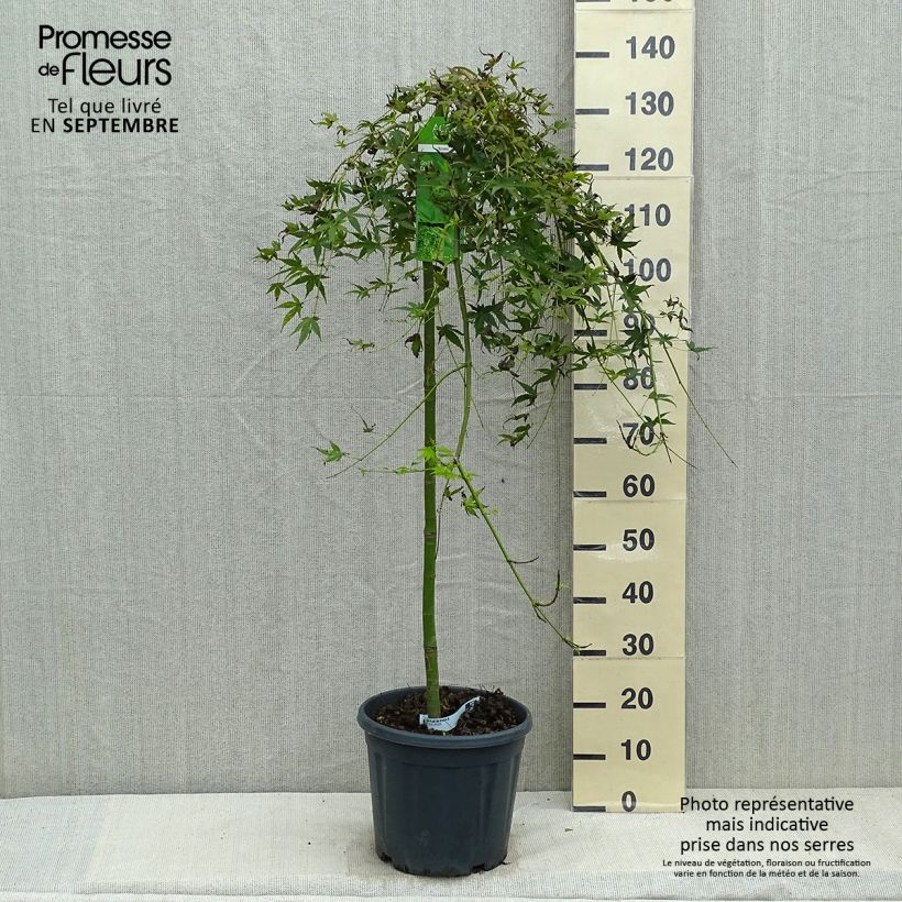 Example of Fächerahorn Ryusen - Acer palmatum Topf mit 12L/15L as you get in automne