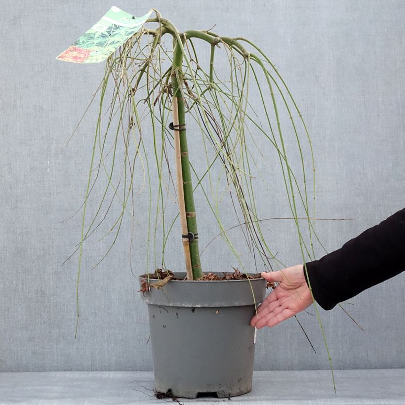 Exemplar von Fächerahorn Ryusen - Acer palmatum Topf mit 12L/15L wie im Winter geliefert