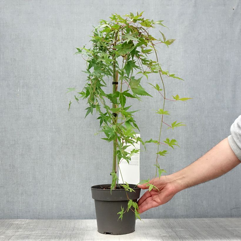 Example of Fächerahorn Ryusen - Acer palmatum Topf mit 3L/4L as you get in ete