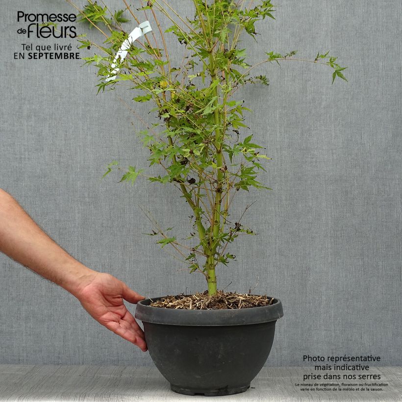 Example of Fächerahorn Sangokaku - Acer palmatum Topf mit 6L/7L as you get in automne