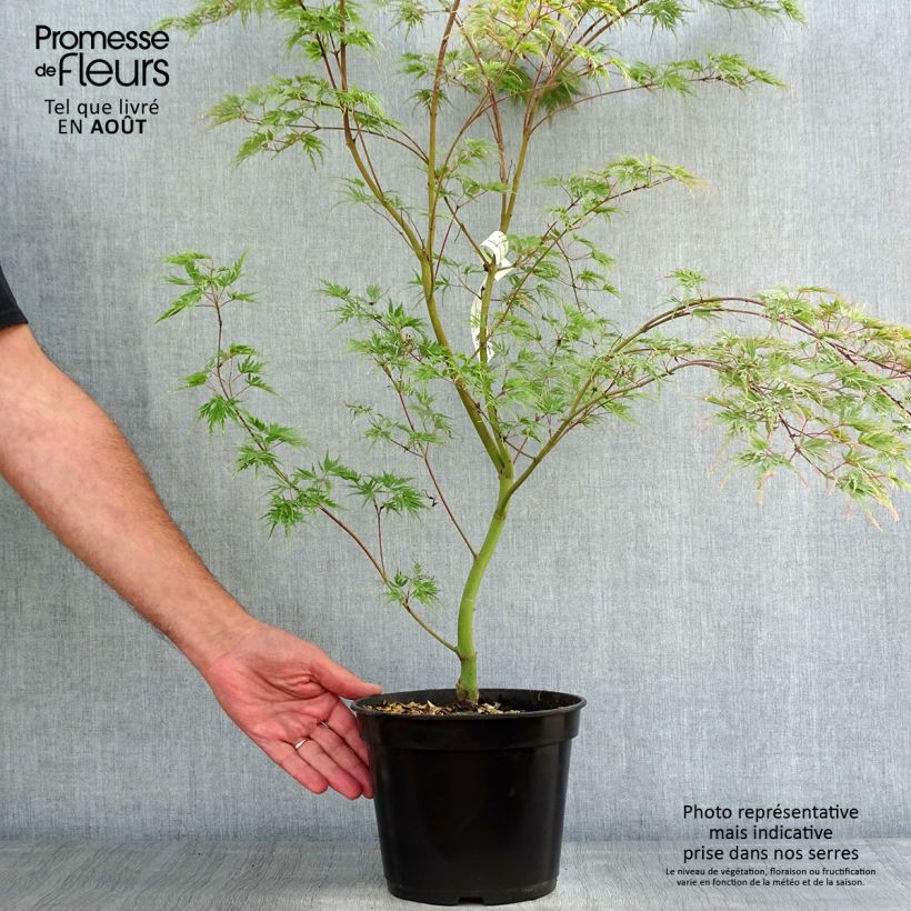 Exemplar von Fächerahorn Seiryu - Acer palmatum Topf mit 3L/4L wie im Sommer geliefert