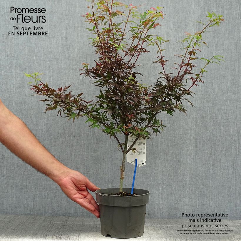 Example of Fächerahorn Shaina - Acer palmatum Topf mit 3L/4L as you get in automne