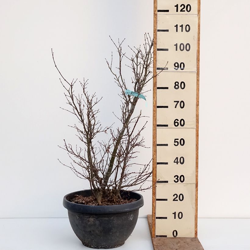 Exemplar von Fächerahorn Shaina - Acer palmatum Topf mit 18L/20L wie im Winter geliefert