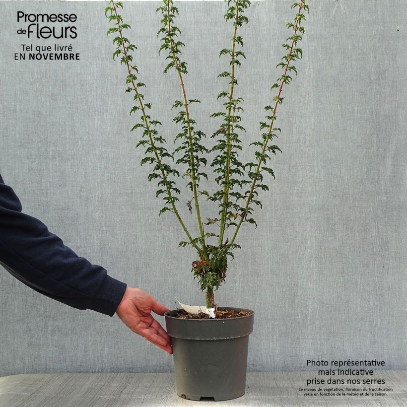 Example of Fächerahorn Shishigashira - Acer palmatum Topf mit 3L/4L as you get in automne