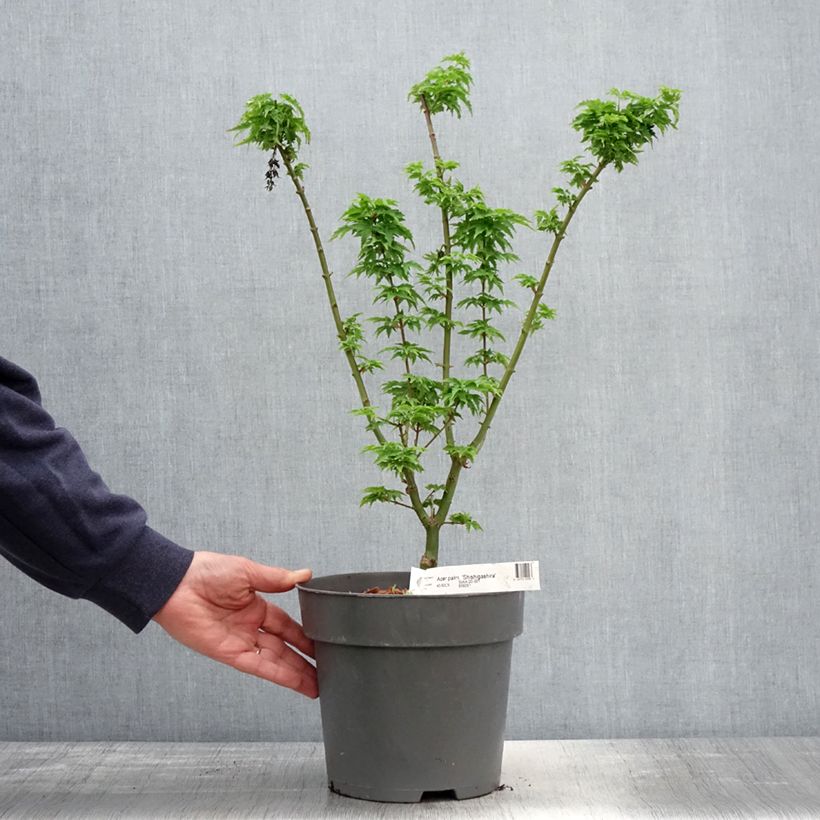 Exemplar von Fächerahorn Shishigashira - Acer palmatum Topf mit 3L/4L wie im Frühjahr geliefert