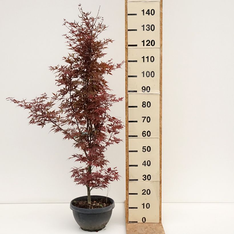 Example of Fächerahorn Skeeter's Broom - Acer palmatum Becher 7,5L / 10L as you get in ete