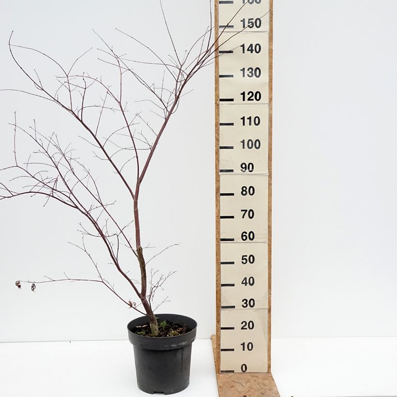 Exemplar von Fächerahorn Sumi-nagashi - Acer palmatum Topf mit 7,5L/10L, Strauch wie im Herbst geliefert