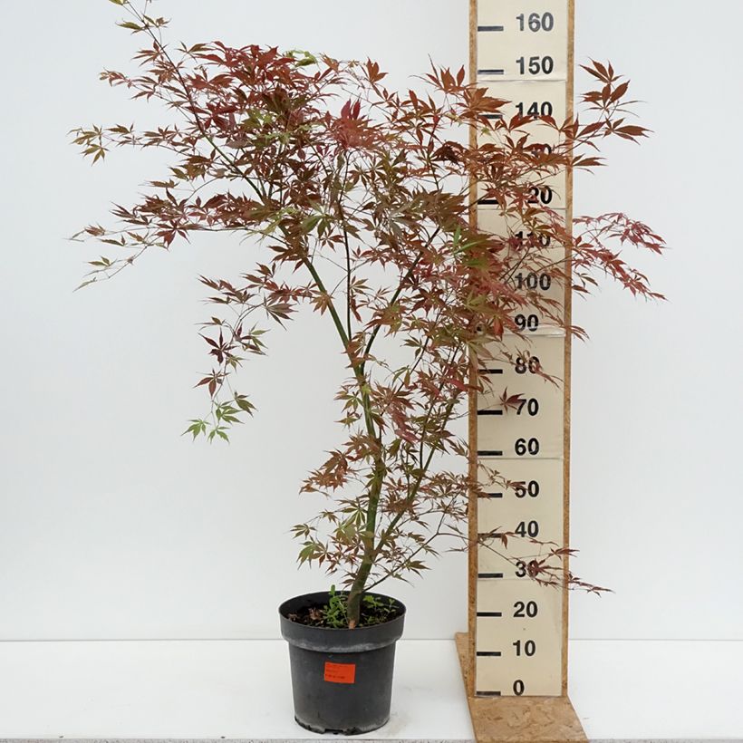 Example of Fächerahorn Sumi-nagashi - Acer palmatum Topf mit 12L/15L as you get in ete