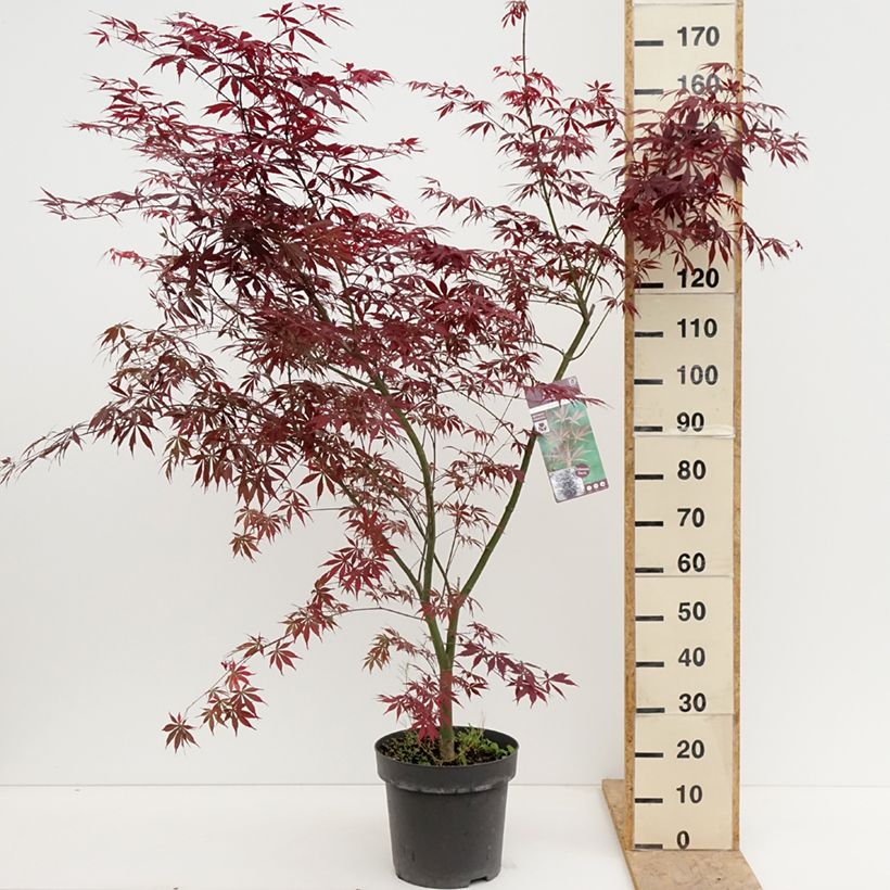 Exemplar von Fächerahorn Sumi-nagashi - Acer palmatum Topf mit 12L/15L, Strauch wie im Frühjahr geliefert