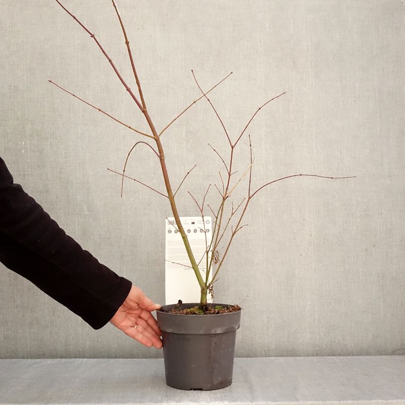 Exemplar von Fächerahorn Sumi-nagashi - Acer palmatum Topf mit 3L/4L wie im Herbst geliefert