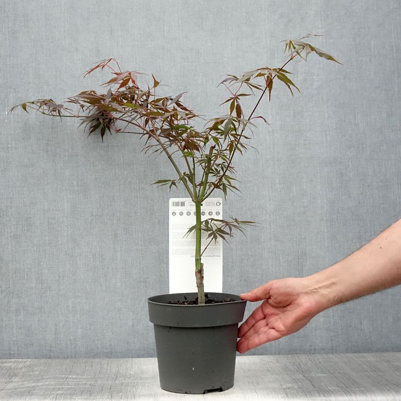 Example of Fächerahorn Sumi-nagashi - Acer palmatum Topf mit 3L/4L as you get in ete