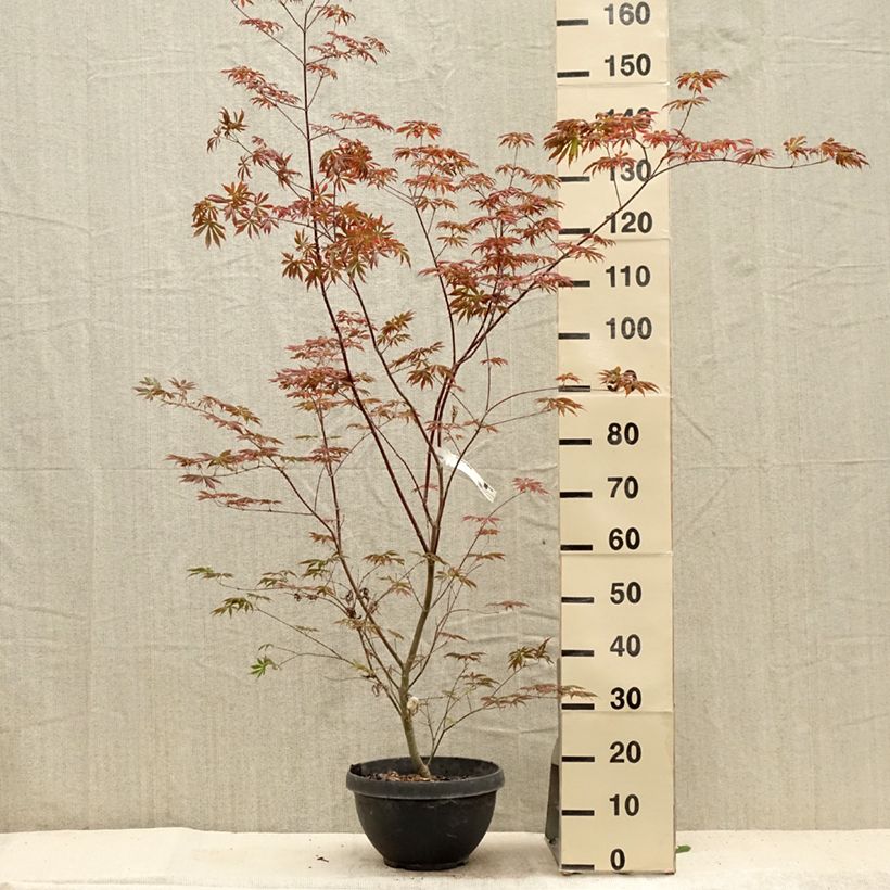 Example of Fächerahorn Trompenburg - Acer palmatum Topf mit 6L/7L as you get in ete