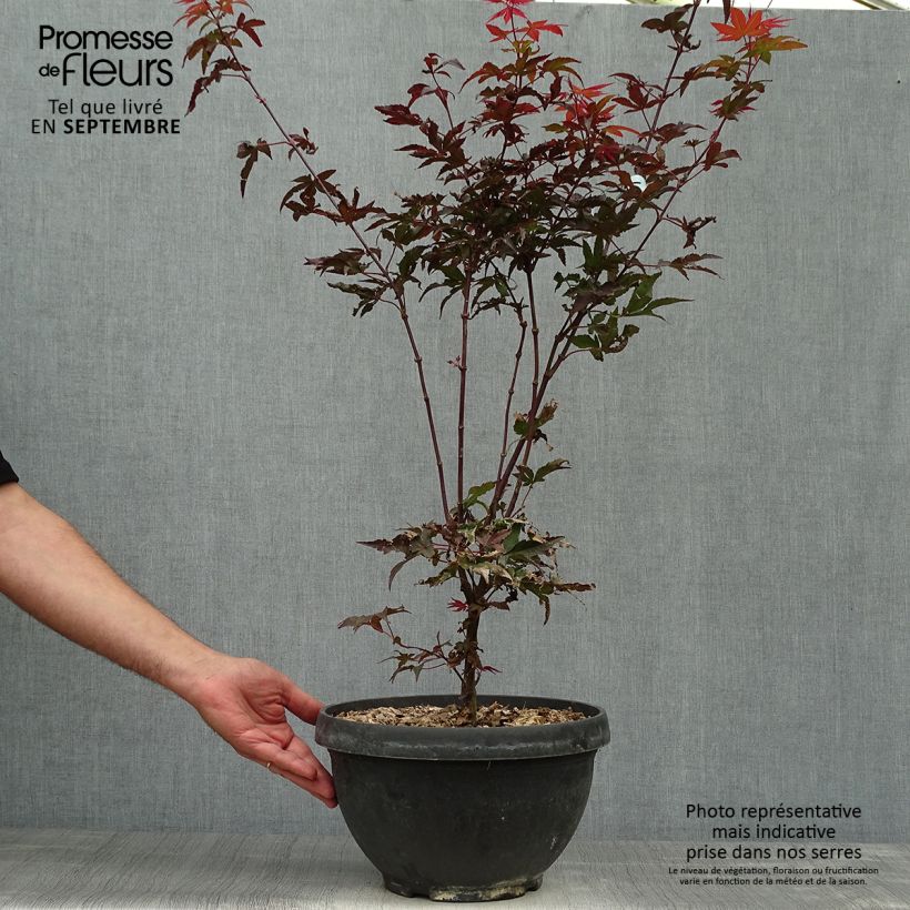 Example of Fächerahorn Twomblys Red Sentinel - Acer palmatum Becher 7,5L / 10L as you get in automne