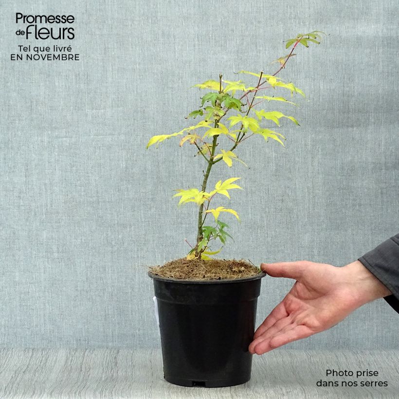 Example of Fächerahorn Ukigumo - Acer palmatum Topf mit 3L/4L as you get in automne