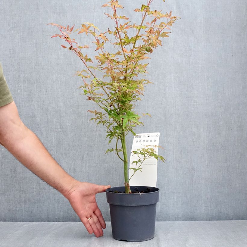 Exemplar von Fächerahorn Ukigumo - Acer palmatum Topf mit 3L/4L wie im Sommer geliefert
