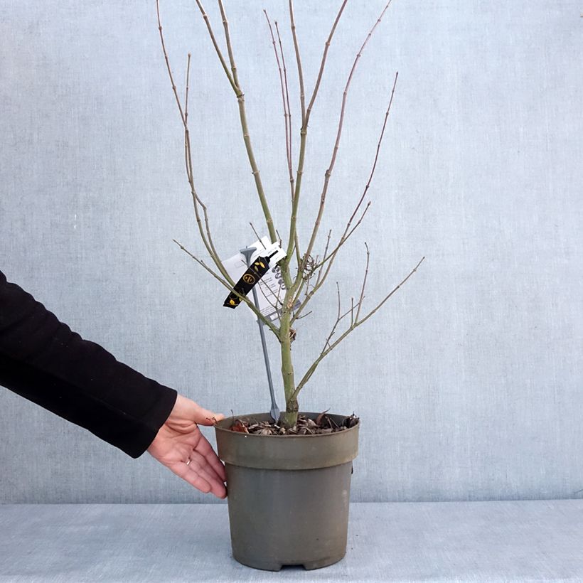 Example of Fächerahorn Villa taranto - Acer palmatum Topf mit 4L/5L as you get in hiver