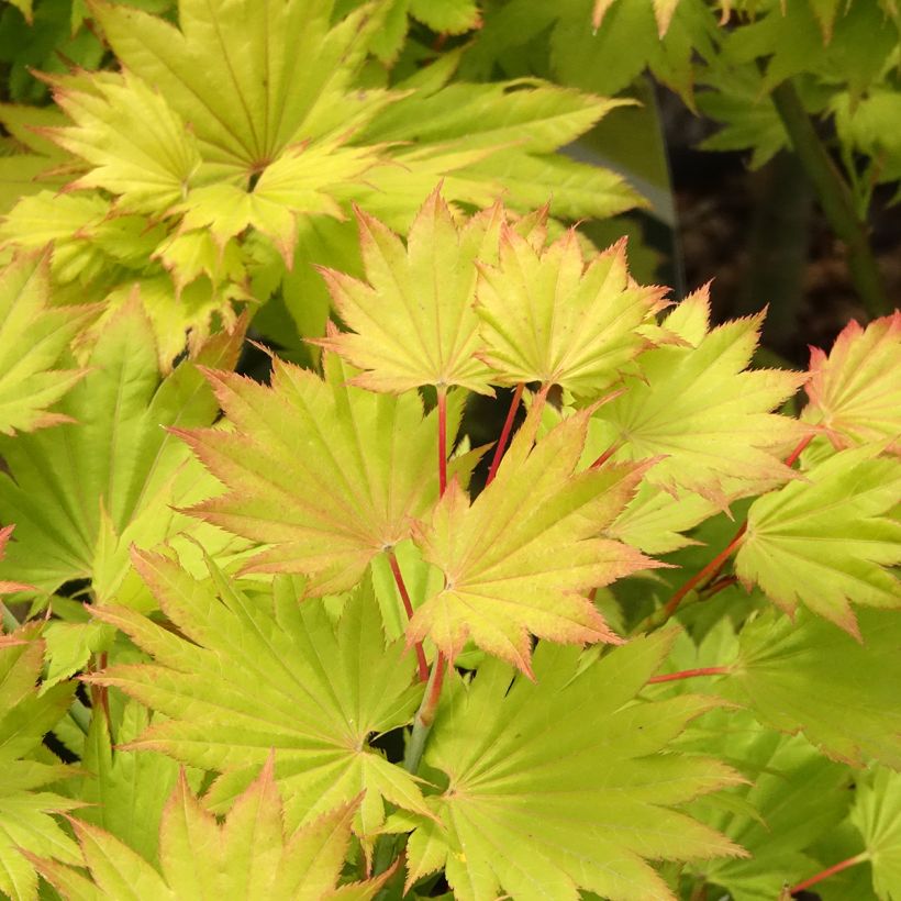 Japanischer Ahorn Aureum - Acer shirasawanum (Laub)