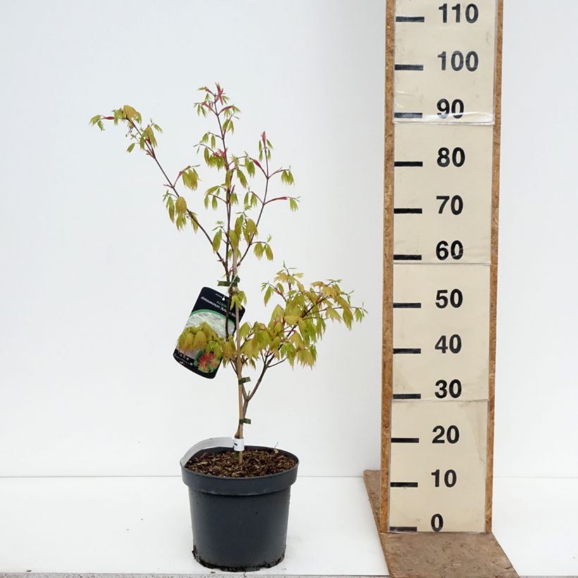 Exemplar von Japanischer Ahorn Autumn moon - Acer shirasawanum Topf mit 7,5L/10L wie im Frühjahr geliefert