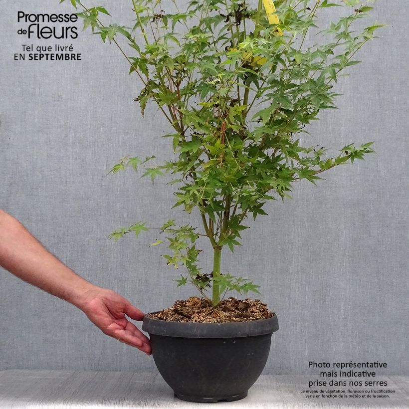 Example of Fächerahorn Bi Hoo - Acer palmatum Becher 7,5L / 10L as you get in automne
