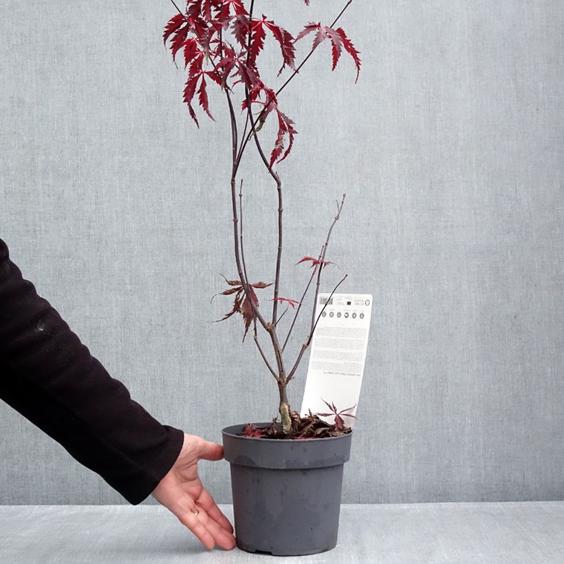 Exemplar von Fächerahorn Black Lace - Acer palmatum Topf mit 2L/3L wie im Herbst geliefert