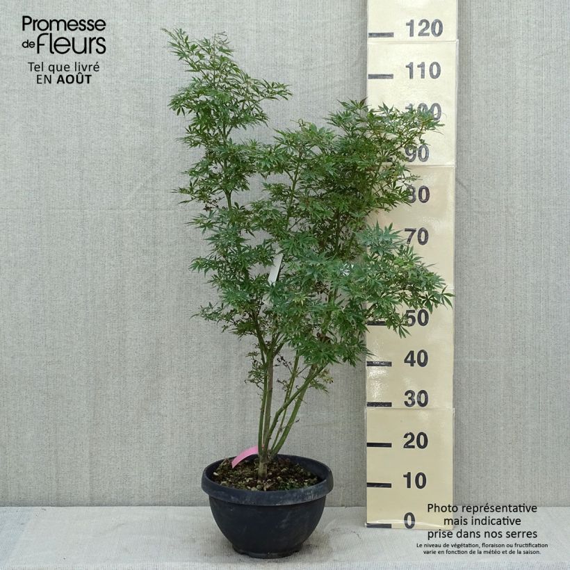 Exemplar von Fächerahorn Jerre Schwartz - Acer palmatum Becher 7,5L / 10L wie im Sommer geliefert