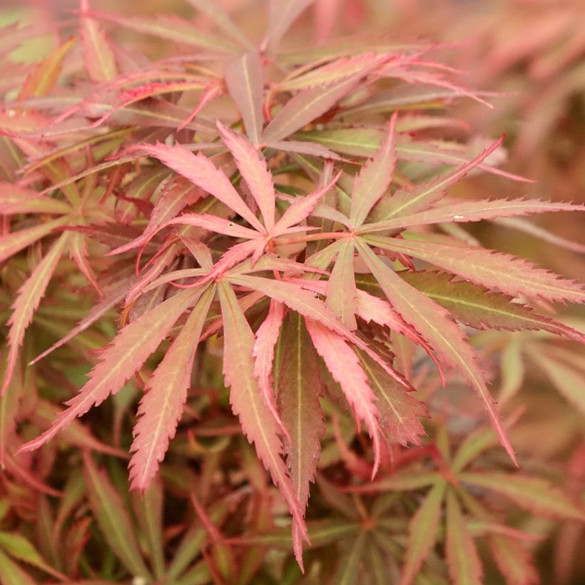 Fächerahorn Jerre Schwartz - Acer palmatum (Foliage)