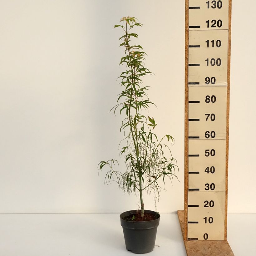 Example of Fächerahorn Koto-No-Ito - Acer palmatum Topf mit 6L/7L as you get in ete