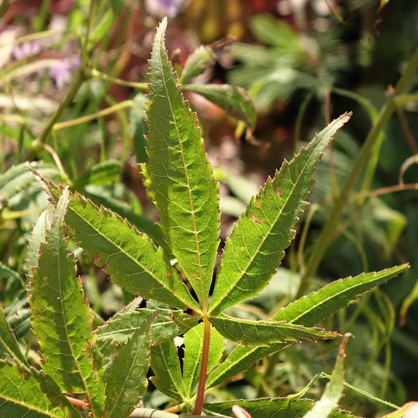 Fächerahorn Koto-No-Ito - Acer palmatum (Foliage)