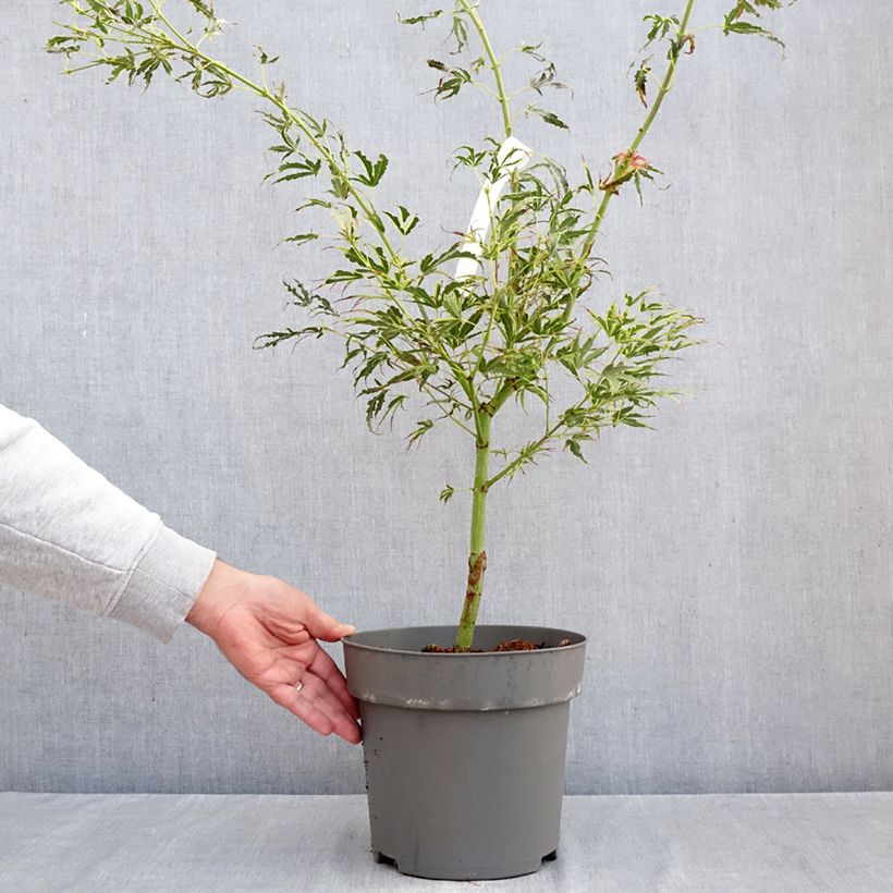 Exemplar von Fächerahorn Manyo-No-Sato - Acer palmatum Topf mit 4L/5L wie im Herbst geliefert