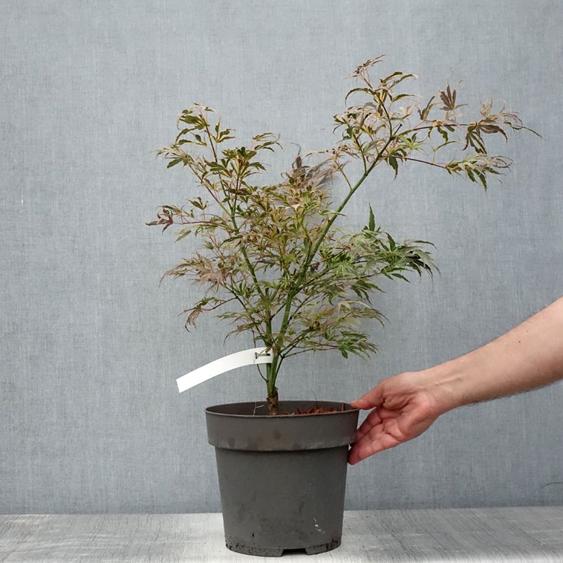 Example of Fächerahorn Manyo-No-Sato - Acer palmatum Topf mit 4L/5L as you get in ete