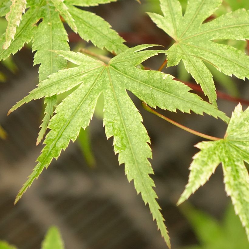 Acer palmatum Phoenix - Fächerahorn (Foliage)